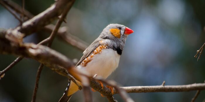 Le-Diamant-mandarin